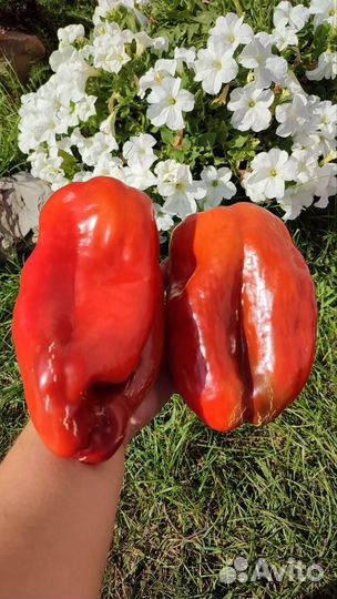 Семена коллекционных перцев