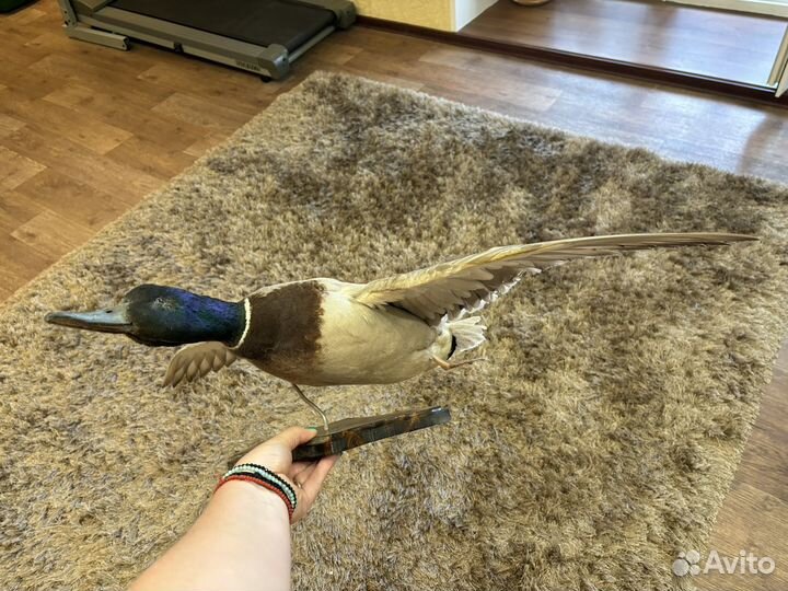 Продам чучело селезня, кабана, зайца, цапли, утки