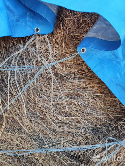 Продам сено в рулонах
