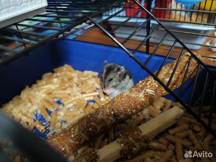 Джунгарский хомяк