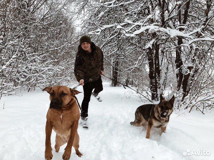 Дрессировка собак кинолог передержка