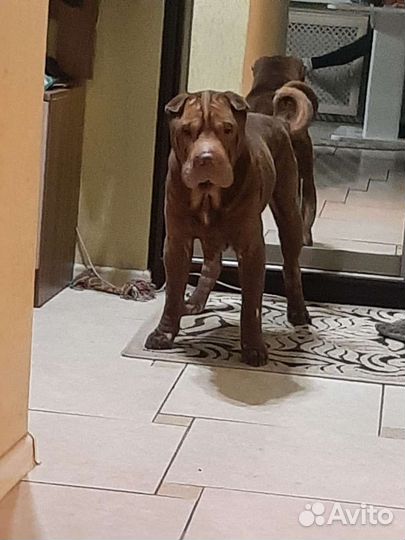 Шарпей вязка