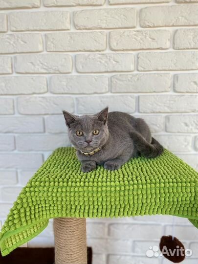 Плюшевый шотландский котик