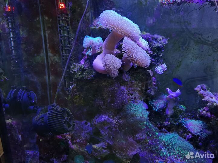 Морской аквариум с рыбками