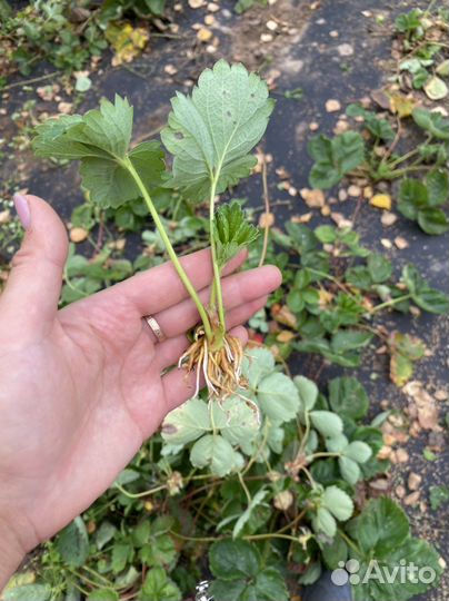 Рассада клубники Азия, Альба, Брилла, Сирия