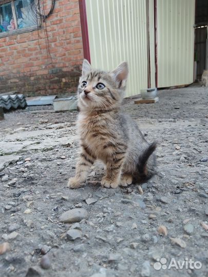 Котята в добрые руки бесплатно