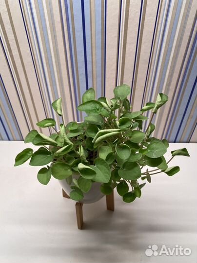 Пеперомия рана верде