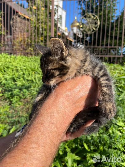 Маленькая кошечка