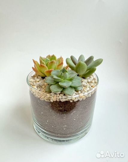 Суккуленты. Подарочная композиция