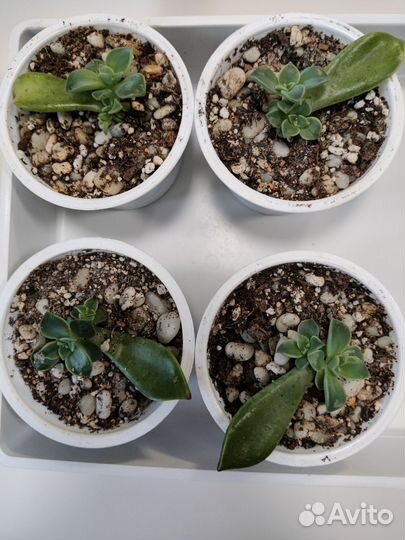 Комнатные цветы, укоренённые