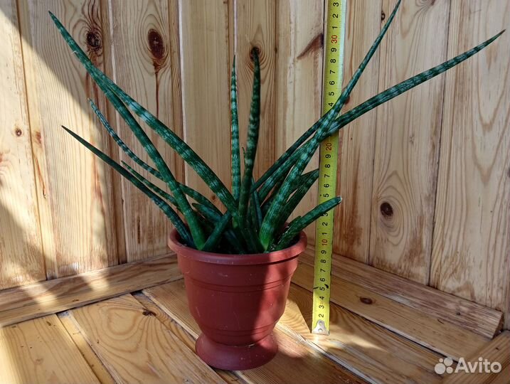 Комнатные растения цветы