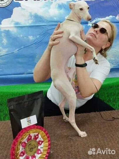 Собака левретка