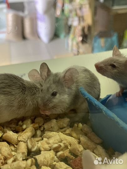 Декоративные мышки