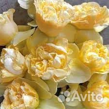 Луковицы многоцветкового нарцисса Голден Даун