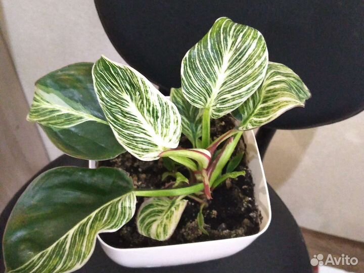 Красулла. Филодендрон биркин вайт