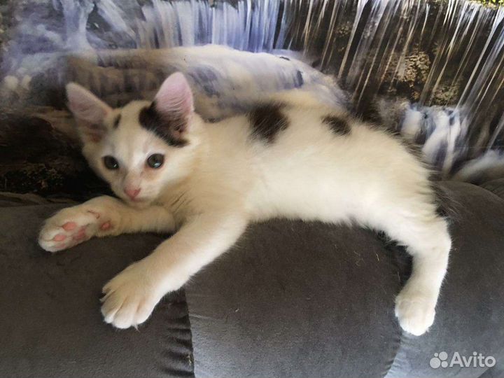 Отдам котенка в добрые руки