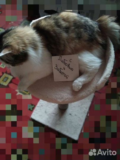 Кошки передержка и грызуны