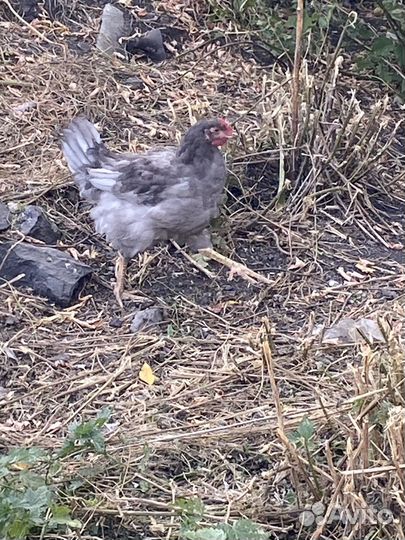 Молодые петушки