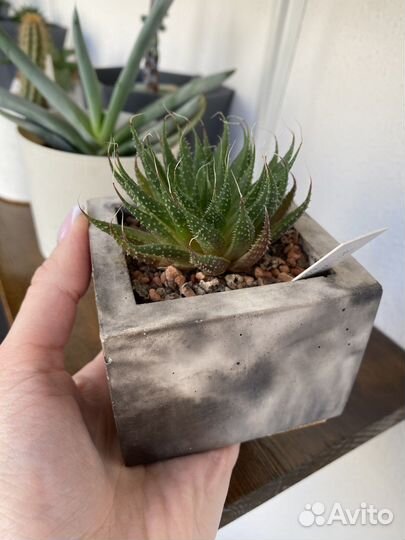 Суккулент в бетонном горшочке