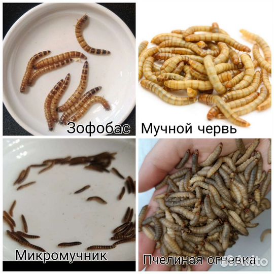 Кормовые насекомые