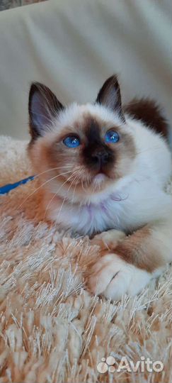 Священная бирма-девочка