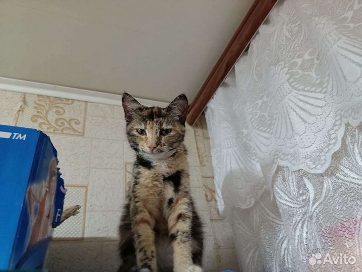 Кошка в дар