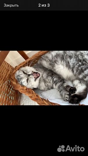 Передержка кошен и небольших собачек