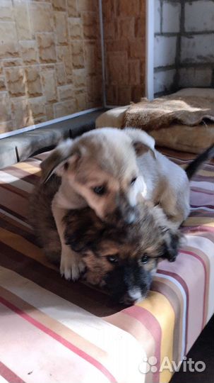 Собака в добрые руки отдам бесплатно