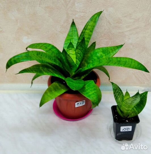 Сансевиерия