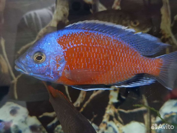 7 шт осталось Отличный Копадихромис Каданго