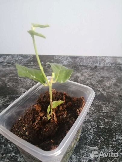 Продам цветы комнатные