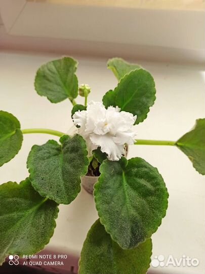 Детки сортовых фиалок