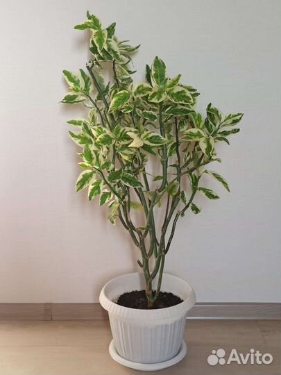 Цветок педилантуса