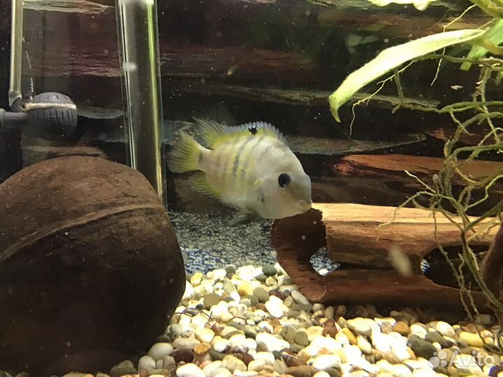 Цихлазома Седжика