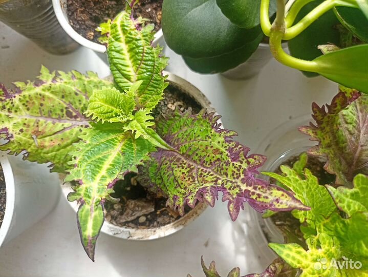 Колеус, ипомея