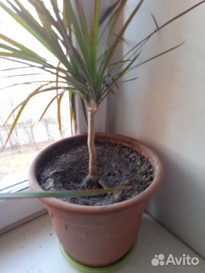 Шефлера, драцена, юкка