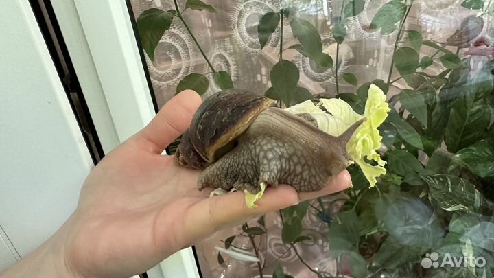 Улитки ахатины беЗоплатно