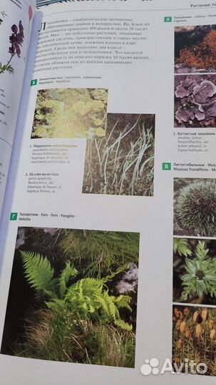 Большой иллюстрированный словарь