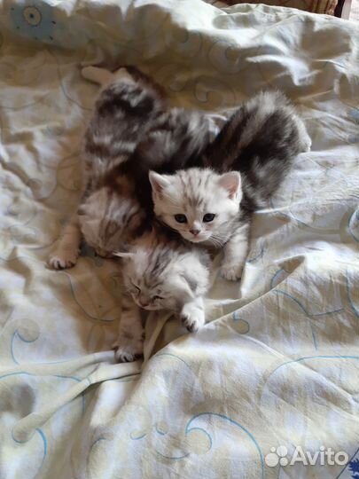 Шотландские котята