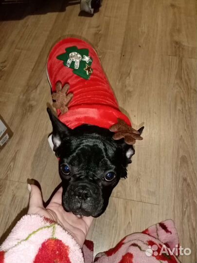 Шубка для собачек