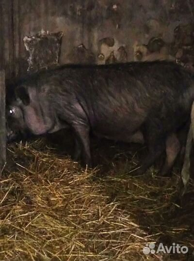 Вьетнамская свиноматка