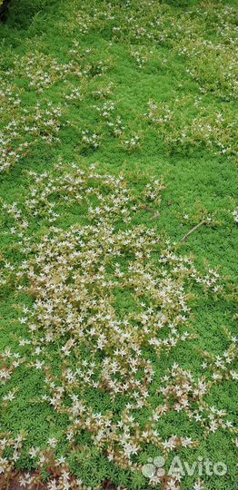 Почвопокровные растения