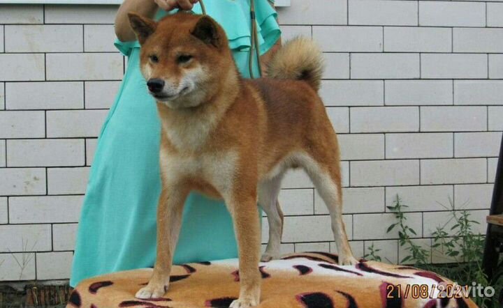 Вязка Сиба Ину