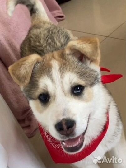 Метис Хаски