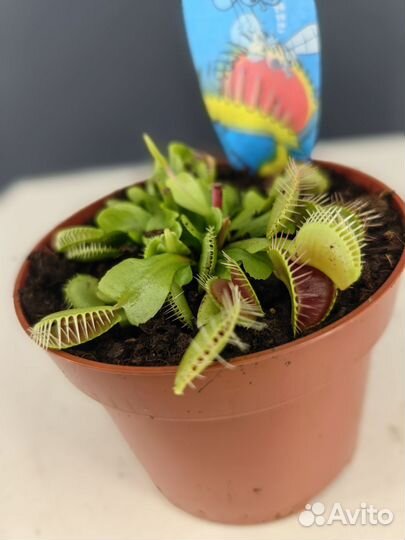 Комнатные растения цветы