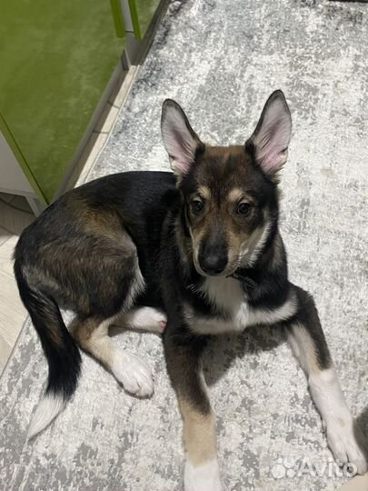 Отдам в хорошие руки собаку в Новом Уренгое