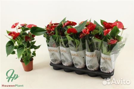 Антуриум красный 12 45