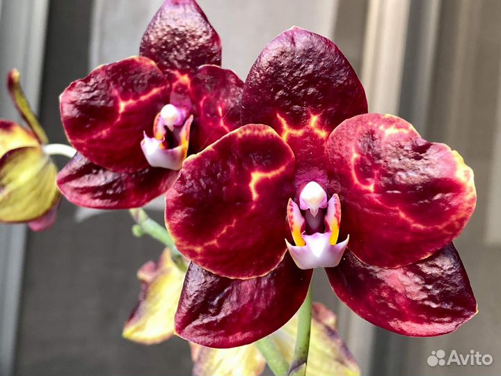 Орхидеи мини из частной коллекции