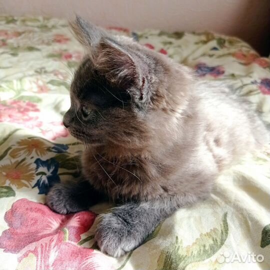 Котенок пушистый