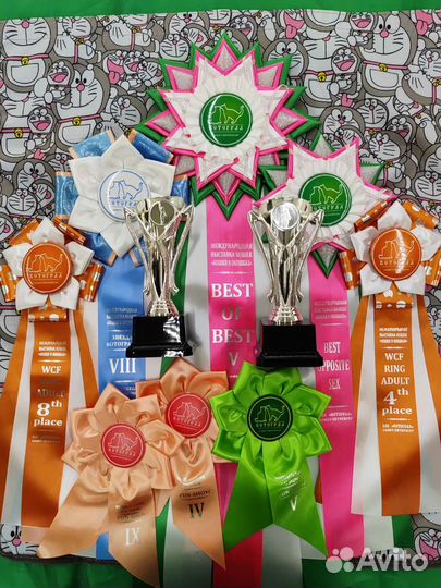 Хайленд страйт шоу класса